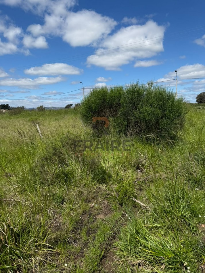 2 LOTES DE 12.5m x 50.0 m -BALCARCE