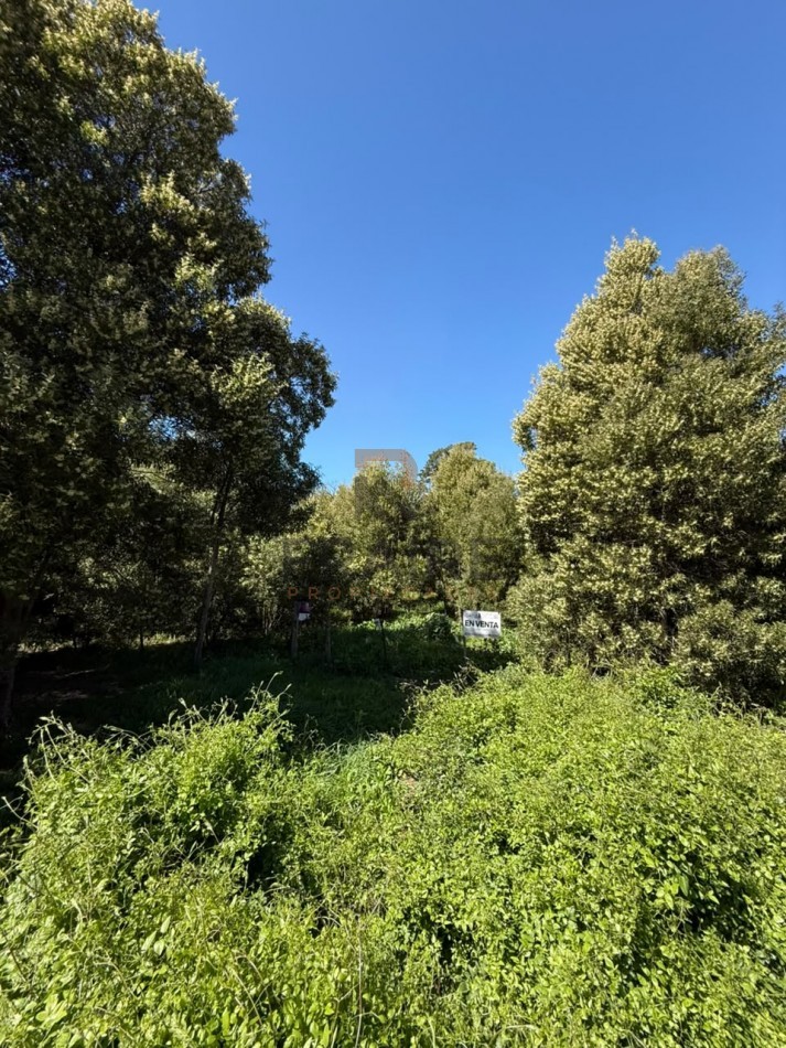 LOTE DE 10m x 30m - NECOCHEA